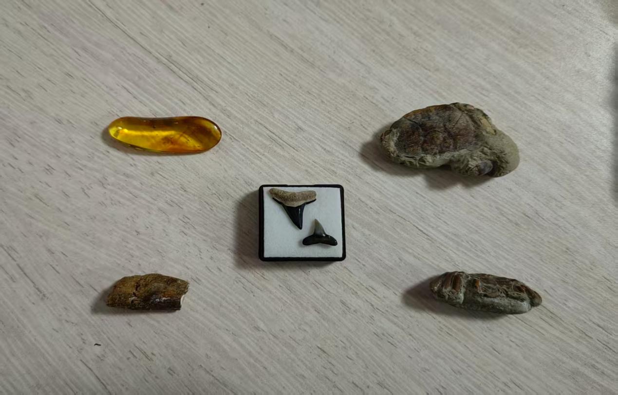 西安学子捐赠古生物标本 为博物馆增添“时光密码”