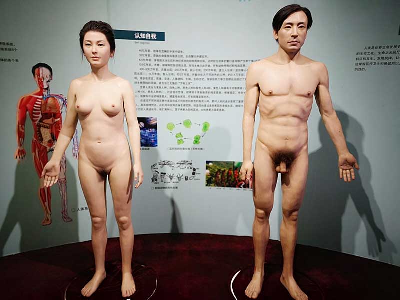 生命之光展厅-人体模型