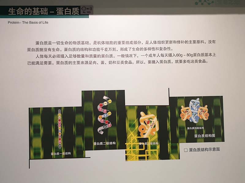 蛋白质与氨基酸