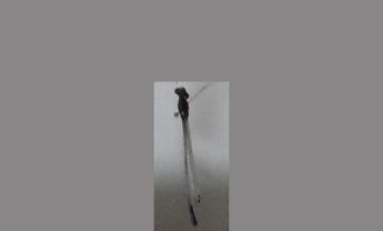 豆娘