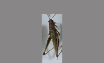 蝗虫