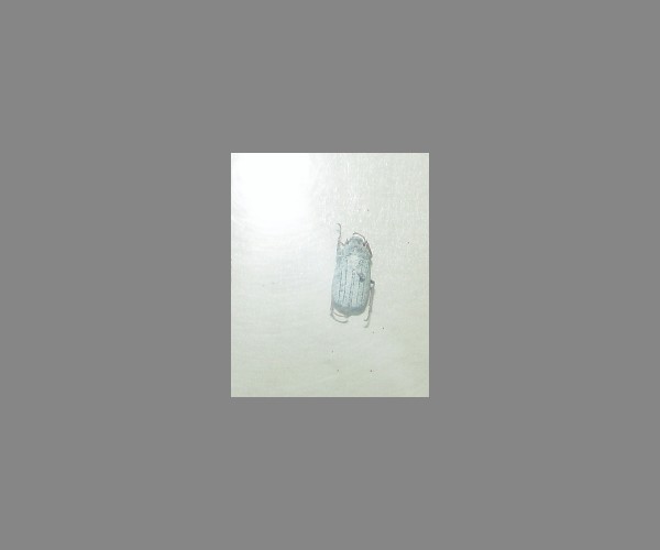金龟子