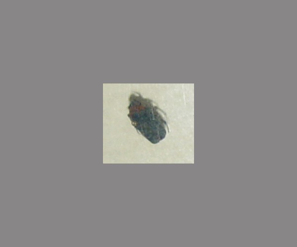 金龟子