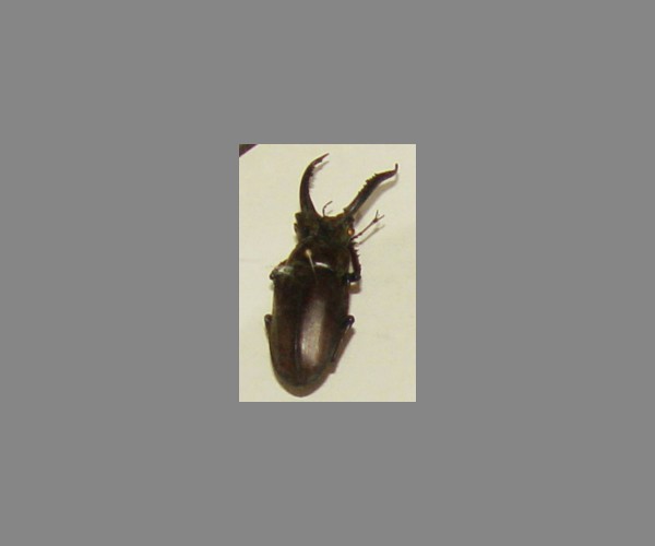 锹甲