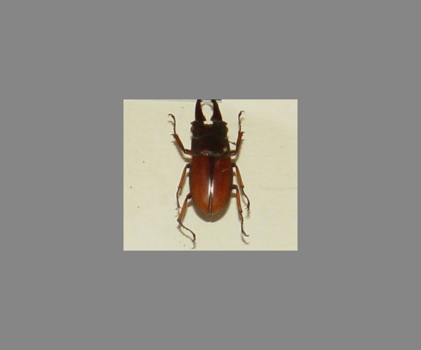 锹甲