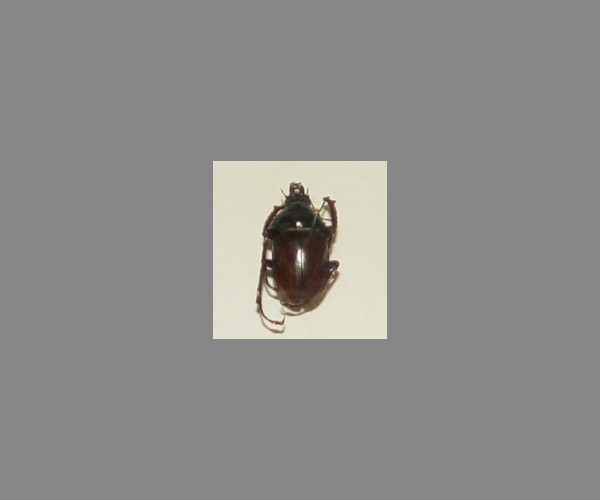 锹甲