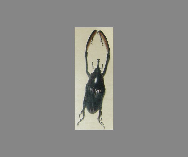 象鼻虫