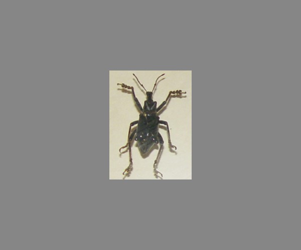象鼻虫