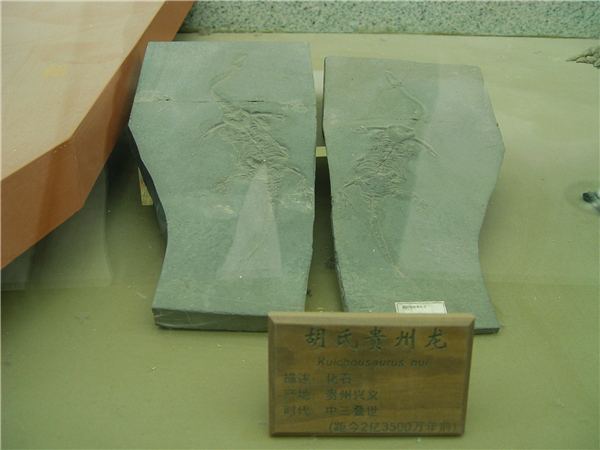 胡氏贵州龙化石